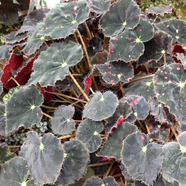 B. ‘Bow-Nigra’